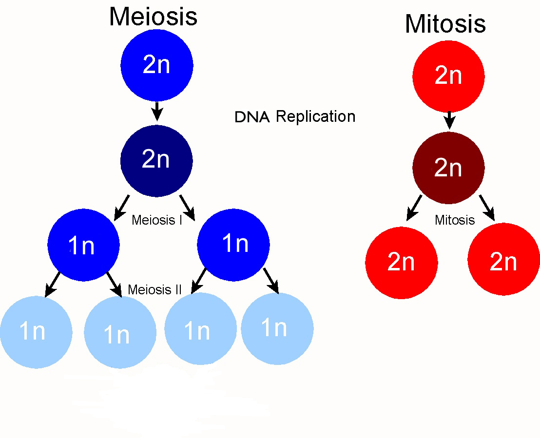 Some Differences Between Mitosis and Meiosis | Way2usefulinfo